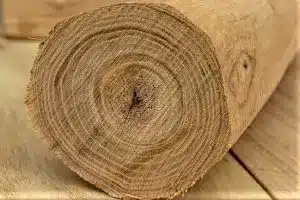 Der Akazienbaum kommt im Alten Testament vor.