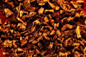 Die Alantwurzel wirkt besonders bei Bronchitis