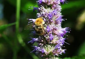 Anisminze ist eine Heilpflanze, die vielfältig eingesetzt wird.