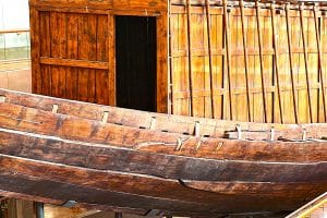 Die Akazie was in Ägypten Kult- und Nutzbaum