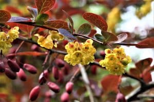 Blüten der Berberitze sind Nahrung für Bienen