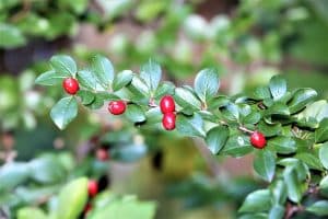 Beeren des Wildstrauches reifen im Herbst