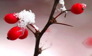 Beeren des Sauerdorns im Winter