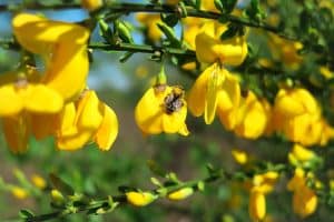 Ginsterblüten sind Bienennahrung
