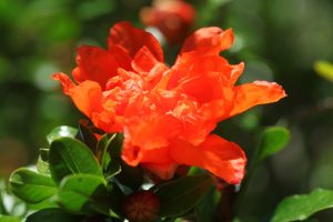Der Granatapfelbaum ist ein Klimabaum