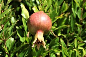 Der Granatapfelbaum wird im Alten Testament erwähnt