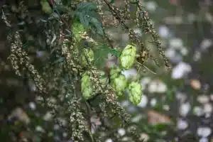 Hopfen wird in der Bierbrauerei verwendet