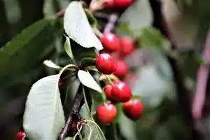 Süßkirschen am Baum