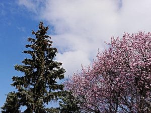 Die Kirschpflaume ist ein robustes Gehölz