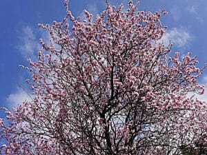 Die Kirschpflaume ist ein hitzereistenter Baum
