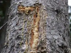 L&auml;rchenharz im Baum