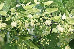 Die Linde ist ein Heilbaum