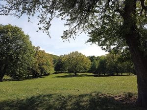 Der Lindenbaum ist ein Gemeinschaftsbaum