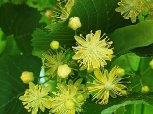 Lindenblüten sind Nahrung für Bienen