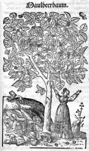 Der Maulbeerbaum als Weltenbaum
