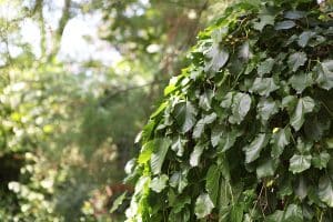 Der Maulbeerbaum war in muslimischen Ländern ein Kultbaum