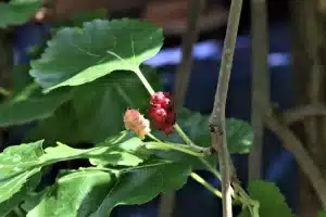 Heilende Früchte am Baum