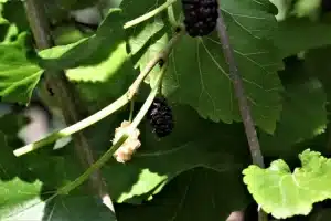 Der Maulbeerbaum kann im Topf gezogen werden