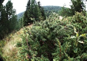 Wacholder wird vielfältig verarbeitet.