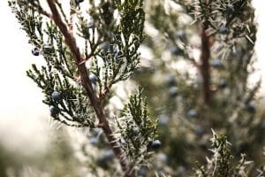 Wacholderbeeren haben in der Volksmedizin eine große Heilkraft.