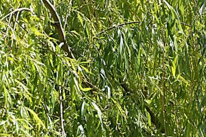 Der Weidenbaum ist ein mythologischer Baum.