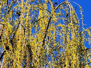 Die Weide braucht feuchte Standorte.