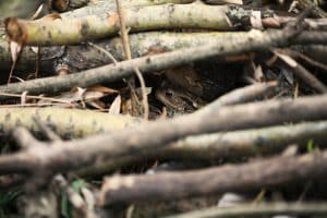 Weidenzweige sind Flechtmaterial.