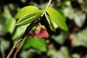 Die Indianerbanane benötigt durchlässige Böden