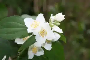 Jasminbaum Blüte