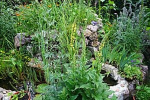 Die K&ouml;nigskerze ist insektenfreundlich