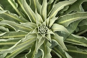 Die Blätter der Königskerze sind in der Volksmedizin heikräftig.