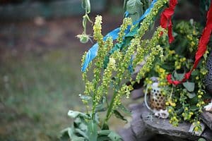 Die Königskerze ist eine alte Ritualpflanze.