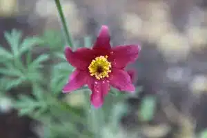 Die Pulsatilla ist eine Heilpflanze
