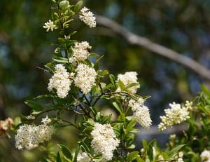 Ligusterblüten sind Nahrungsquelle für Insekten