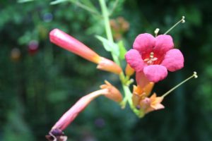 Prachtvolle Blüten der Trompetenblume
