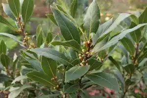 Die Blätter des Lorbeers werden in der Küche und zum Räuchern verwendet.