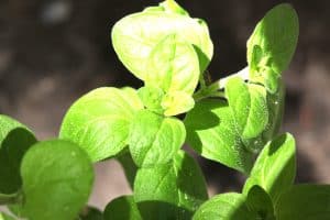 Majoran galt in der Volksmedizin als ein Hustenmittel