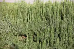 Rosmarin wächst im Heilgarten