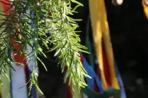 Das Zauberkraut ist ein Heilkraut und wirkt gesundheitsfördernd