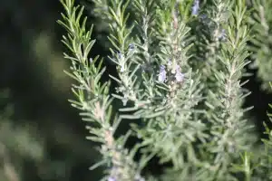 Die Herzpflanze gelangte im 1. Jahrhundert in den Norden Europas