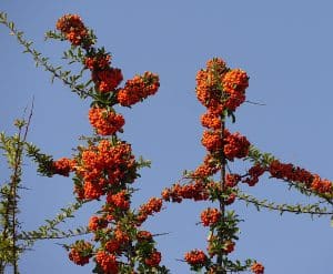 Sanddornbeeren sind gesund