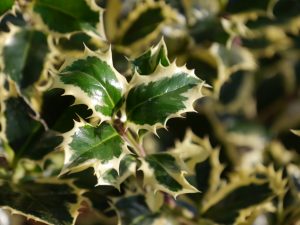 Die Beeren der Stechpalme sind giftig