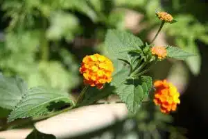 Wandelr&ouml;schen im Heilgarten