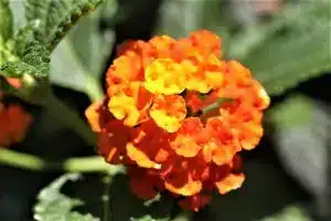 Wandelröschen wächst breitbuschig