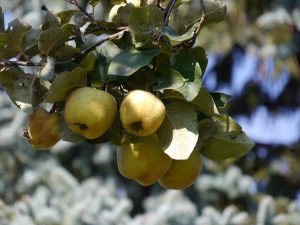 Die Quitte als Goldapfel