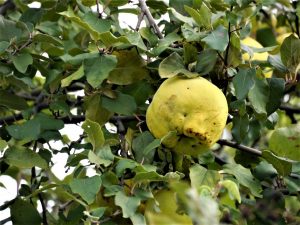 Die Quitte ist eine Heilfrucht