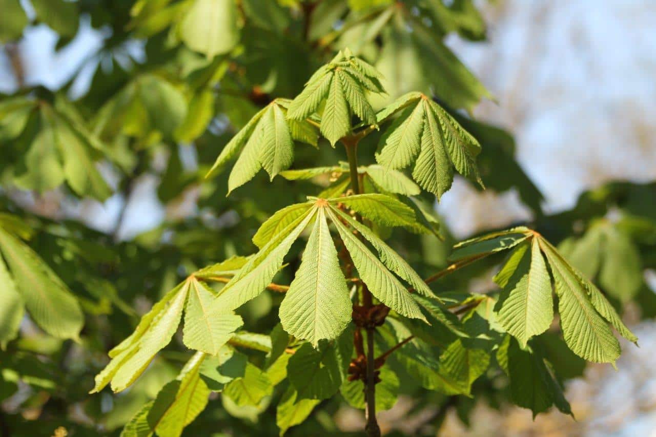 Kastanie Regina Hruska