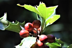 Rote Beeren der Stechpalme im Winter