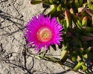 Mittagsblumen sind anspruchslose Pflanzen