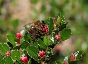Biene in einem gesunden Garten